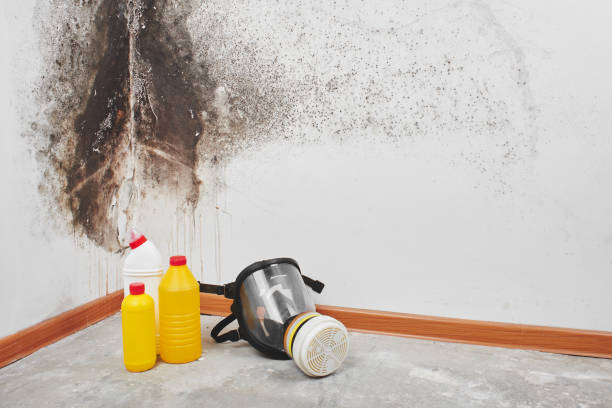 Best Mold Damage Repair  in Lindstrom, MN