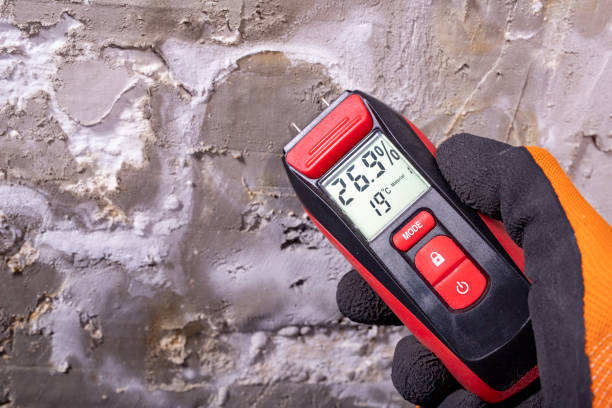 Best Home Mold Removal  in Lindstrom, MN