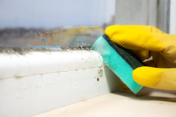 Best Crawl Space Mold Removal  in Lindstrom, MN