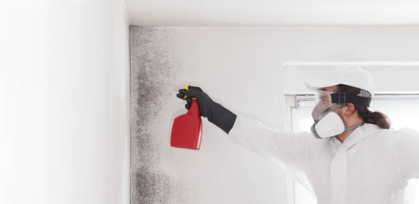 Best Commercial Mold Removal  in Lindstrom, MN