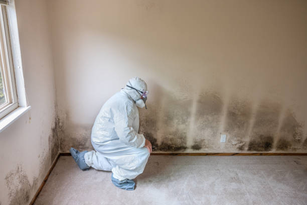 Best Office Mold Removal Services  in Lindstrom, MN