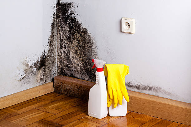 Best Mold Remediation Experts  in Lindstrom, MN