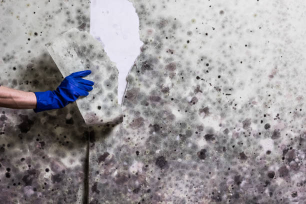 Best Mold Removal Process  in Lindstrom, MN