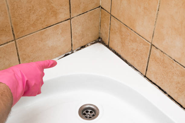 Attic Mold Removal in Lindstrom, MN